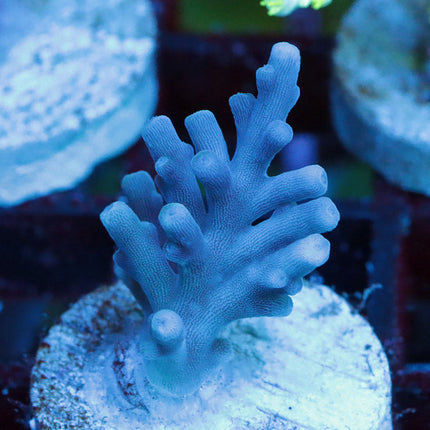 Reef Nation Purple Turaki