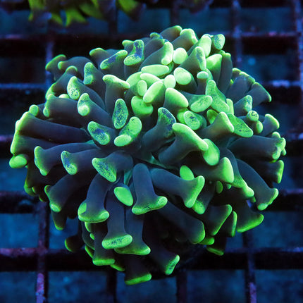 POTO Neon Branching Hammer