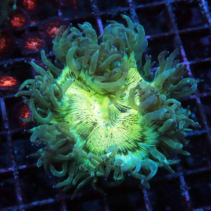 Blue TIpped Aussie Elegance Coral