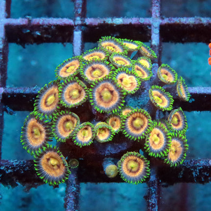 POTO Peach Cobbler Zoa