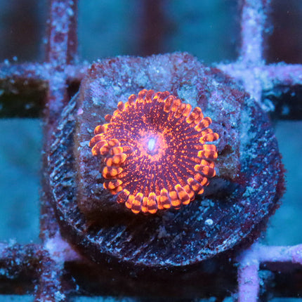 POTO  Gambit Zoa