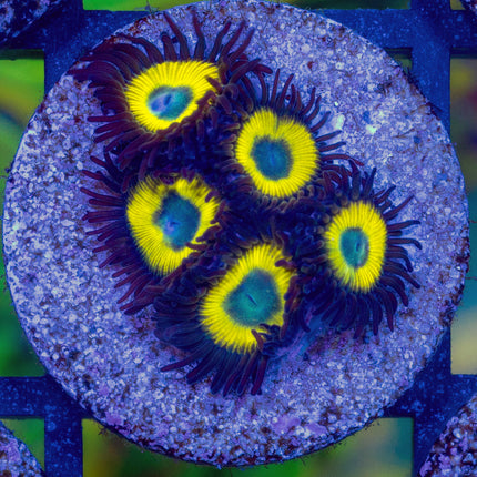 BellaDonna Zoa