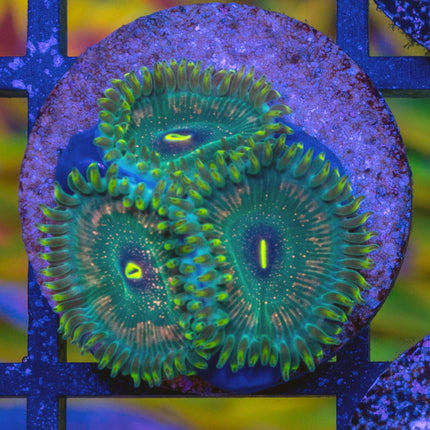 Hawaii Punch Paly