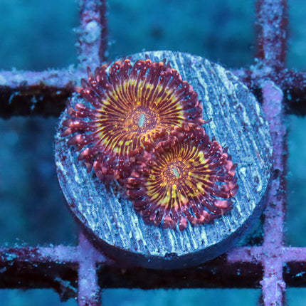 JF Acid Trip Zoa