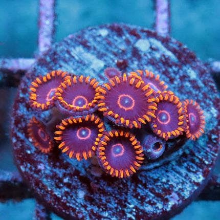 Red Hornet Zoa Mini Colony