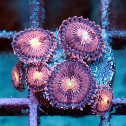 POTO Ultra Violet Nebula Zoa