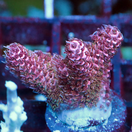 POTO Snowcone Prostrata