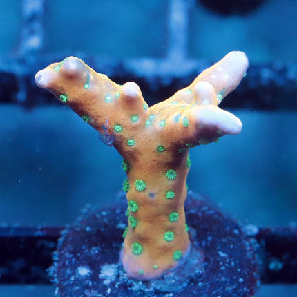 RRC Tropicana Anacropora