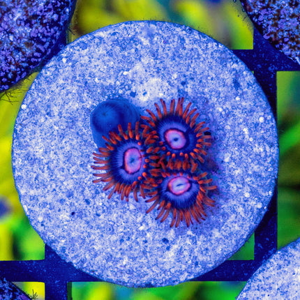 Zoanthid.com Snitches Zoa