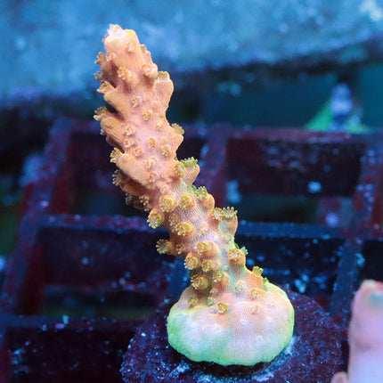 TGC Tropicana