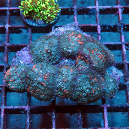 POTO Halloween Mushroom Colony