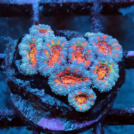 POTO Rainbow Insanity Acan