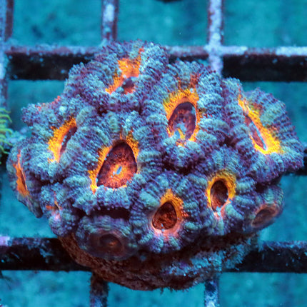 POTO Frosty Rainbow Acan