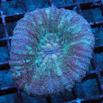 Snake Island Pink Scoly