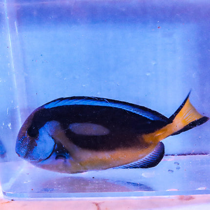 Yellow Belly Hippo 3.5"