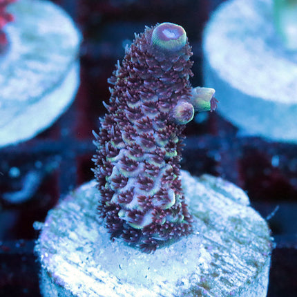 Raising Reef Blue Flame