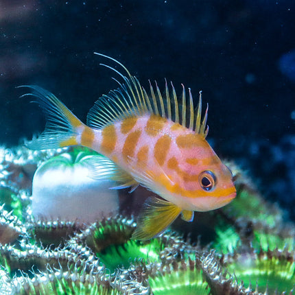 Borbonius Anthias 2.5"