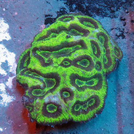 POTO UFO Australomussa Colony