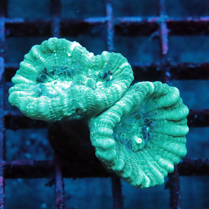 Teal Candy Cane