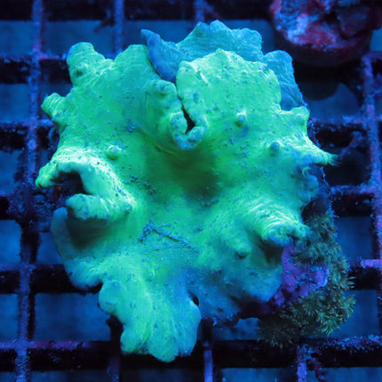 Neon Cabbage Coral