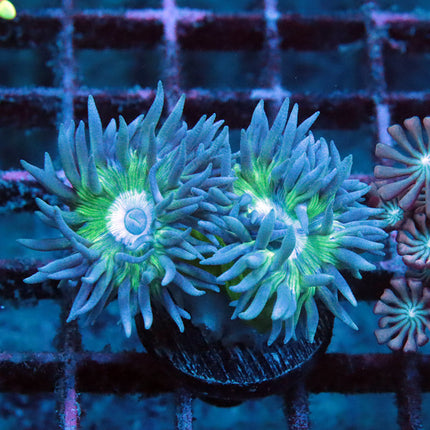 Neon Duncan Coral