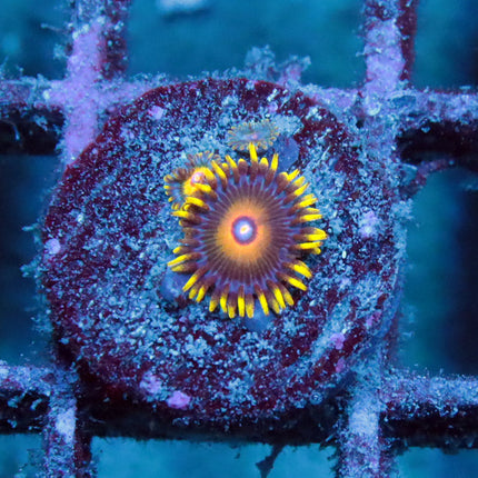 Super Sayian Zoa