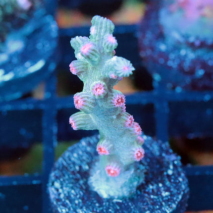 Green Branching Cyphastrea