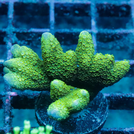 Green Digi