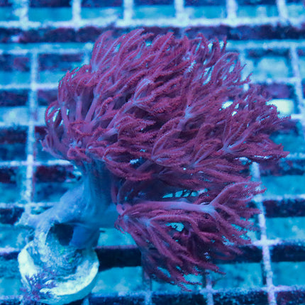 Red Xenia