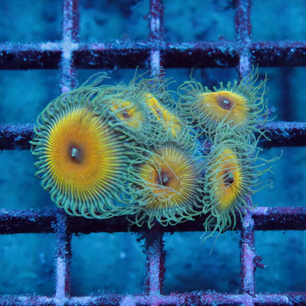 JF Captain Jerk Zoa