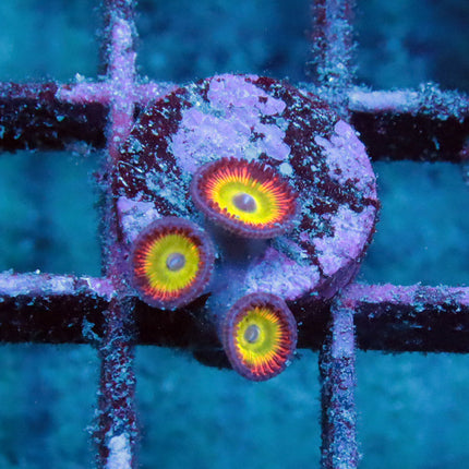 Candy Apple Red Zoa