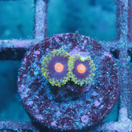 WidowMaker Zoa