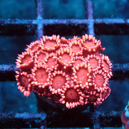 Ultra Pink Goni