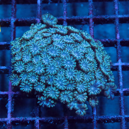 White Face Alveopora