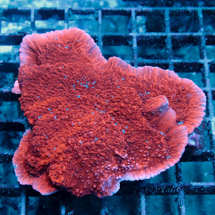 Red Monti Cap Mini Colony