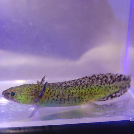 Neon Axolotl 4"