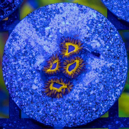 FruitLoop Zoa