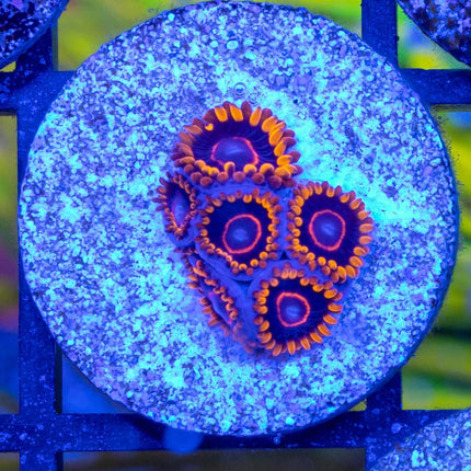 OG Red Hornet Zoa