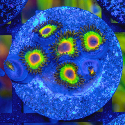 Rasta Zoa