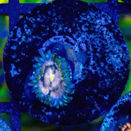 Purple Nebula Paly