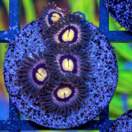 Orange Sunburst Zoa