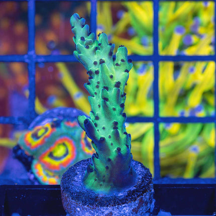 Upscales Microclados Acro