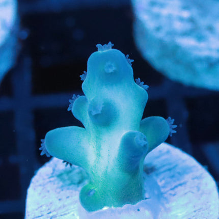 ReefGen Blueberry Fantasy