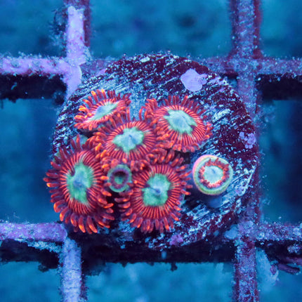 Chrysanthemum Zoa