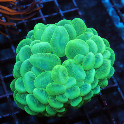 Neon Bubble Coral