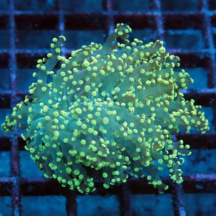 Neon Octospawn
