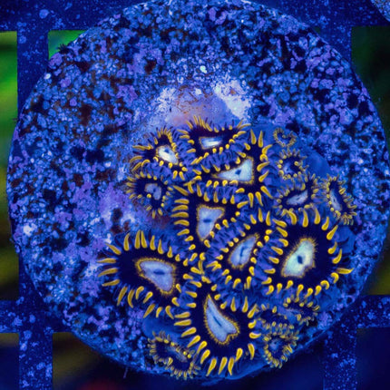 BlackHole Sun Zoa