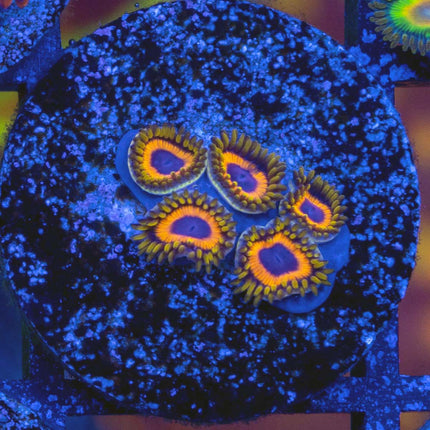 Juice Fruit Zoa