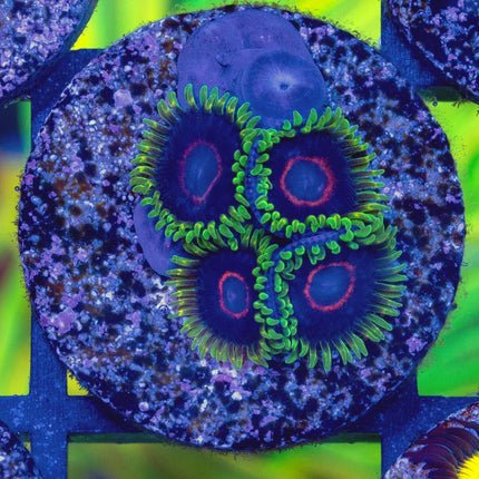 WWC Purple Heart Ring Paly