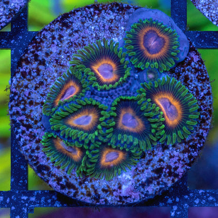 JF Fairy Tale Zoa